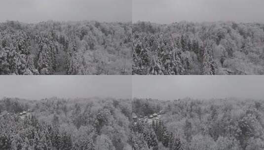 四川雅安泥巴山雪景树林雾凇实拍高清在线视频素材下载