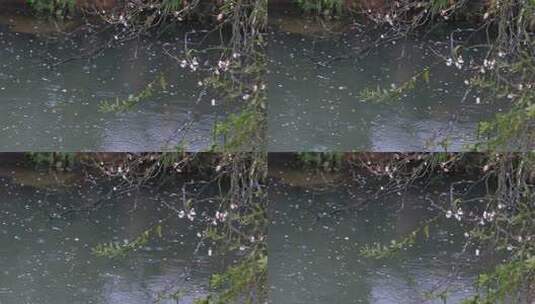 春雨落花池水梅花高清在线视频素材下载