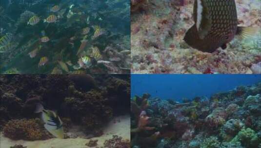 珊瑚海梦幻海底世界3高清在线视频素材下载