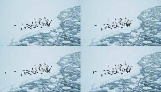 企鹅在冰面上休息高清在线视频素材下载