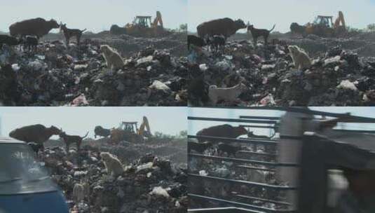 起重机在有动物的垃圾场工作高清在线视频素材下载