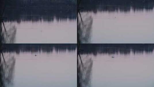 猎食的野鸟飞过湖面高清在线视频素材下载
