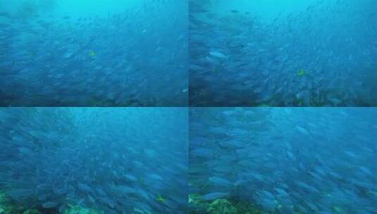 高清实拍海底的鱼高清在线视频素材下载