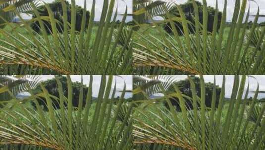 椰子树长叶子的近距离镜头高清在线视频素材下载