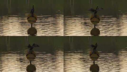 鸟停在“禁止游泳”的牌子上高清在线视频素材下载