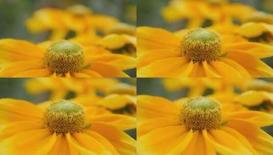 黄色花朵花心高清在线视频素材下载