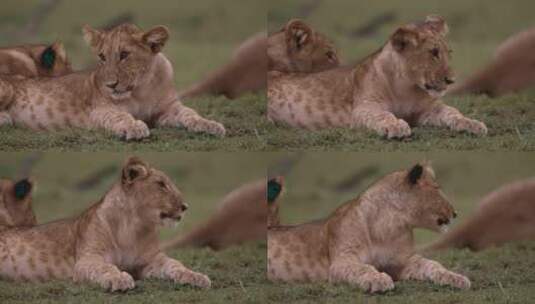 小狮子在草原上躺着高清在线视频素材下载