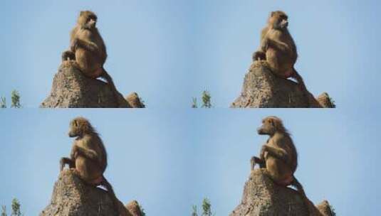 坐在岩石上张望的猴子高清在线视频素材下载