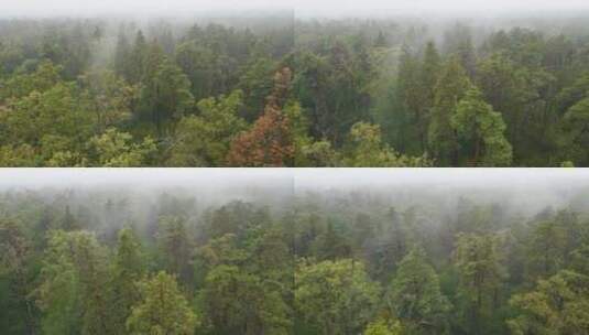 雨季的雾中森林高清在线视频素材下载
