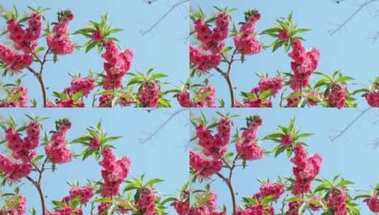 中国北京春天盛开的桃花 高速升格高清在线视频素材下载