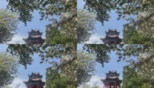 济南大明湖春天的景色，花朵绽放高清在线视频素材下载