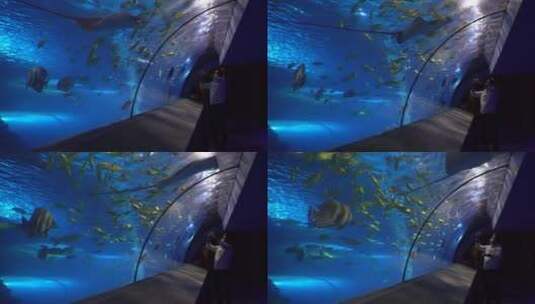 海底隧道海洋馆水族馆高清在线视频素材下载