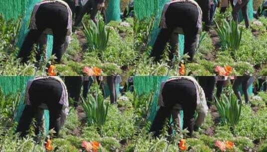 园丁环卫工人种花栽花绿化高清在线视频素材下载