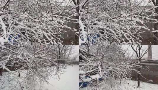 【镜头合集】树枝上的积雪雪松落雪高清在线视频素材下载