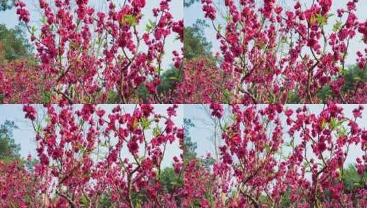 南宁青秀山桃花岛满树桃花高清在线视频素材下载