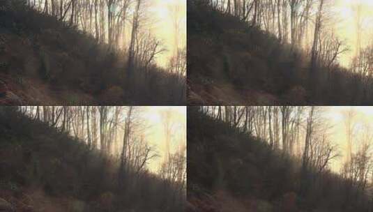 黎明时分的神秘森林高清在线视频素材下载