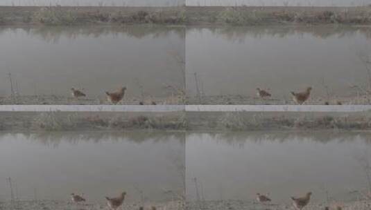 渔民养殖野鸭LOG高清在线视频素材下载
