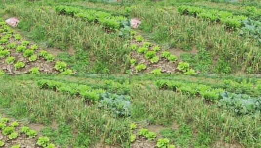 农村房屋蔬菜菜园花草树木绿色植物高清在线视频素材下载