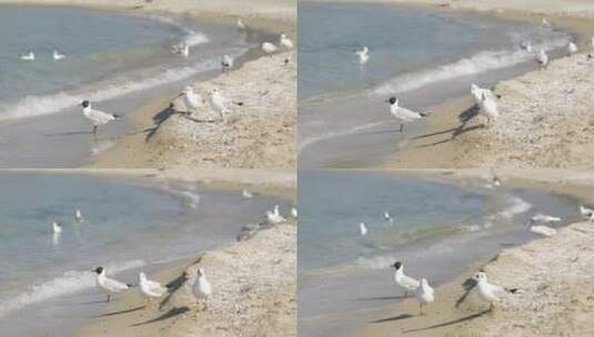 海边海鸥活动海浪拍打沙滩高清在线视频素材下载