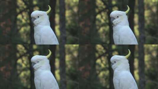 一只白鹦鹉的特写镜头高清在线视频素材下载
