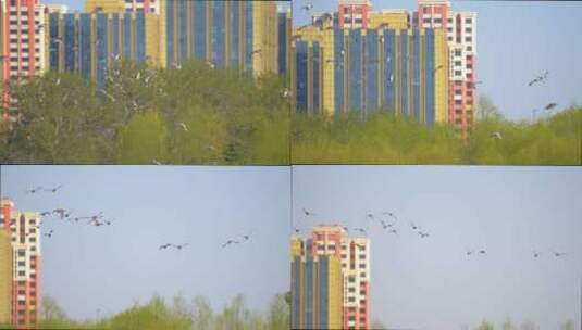 高速追拍北京南海子公园野生飞鸟飞翔高清在线视频素材下载