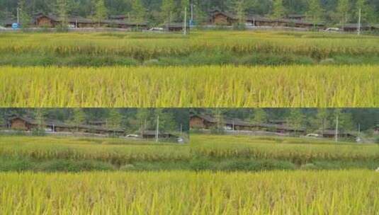 农民辛苦收割水稻高清在线视频素材下载