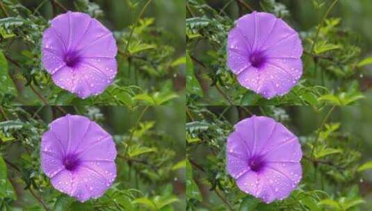 雨后植物花朵水珠五爪金龙高清在线视频素材下载