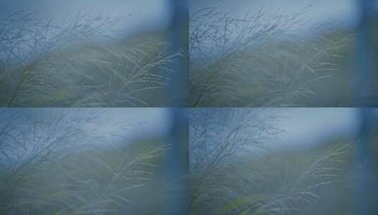 深圳自然风光视频高清在线视频素材下载