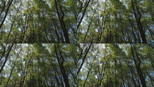 阳光森林4K实拍视频 (84)高清在线视频素材下载