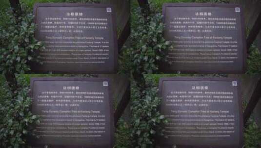 杭州三台山景区法相唐樟高清在线视频素材下载