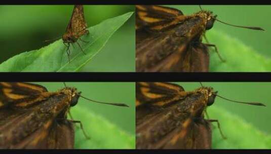 一只蝴蝶在树叶上特写微距昆虫高清在线视频素材下载