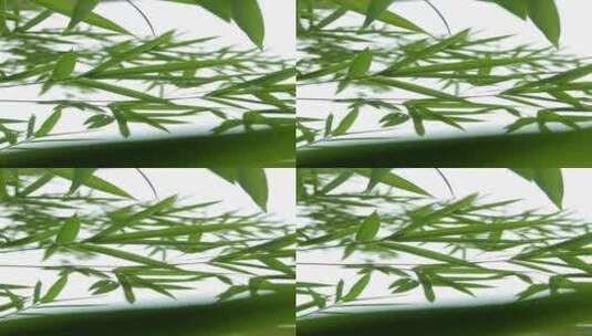 微风中的竹子高清在线视频素材下载