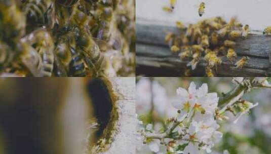 蜜蜂蜂箱蜂巢采蜜花朵昆虫高清在线视频素材下载
