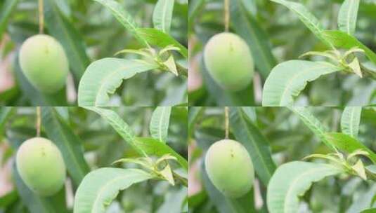 树上的芒果果实高清在线视频素材下载