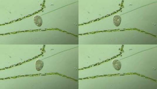 微生物原生生物光学显微镜实拍2高清在线视频素材下载