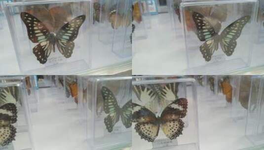 可爱蝴蝶标本高清在线视频素材下载