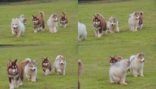 快乐开心的一窝阿拉斯加小狗在草地玩耍嬉戏高清在线视频素材下载