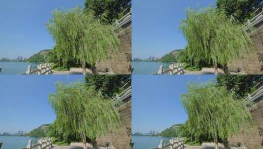 柳江边的柳树高清在线视频素材下载