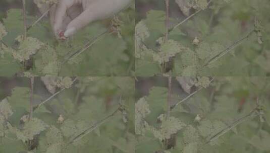 野生树莓采摘LOG高清在线视频素材下载