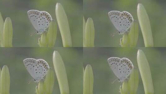 花间的蝴蝶灰蝶LOG高清在线视频素材下载