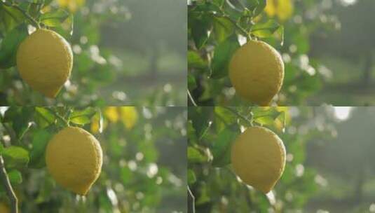 成熟的柠檬挂在树上高清在线视频素材下载