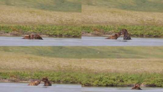 棕熊公熊湖水中争斗打架高清在线视频素材下载