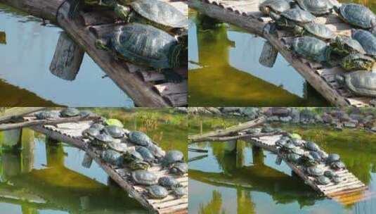 小木桥上的海龟高清在线视频素材下载