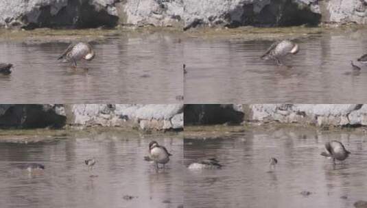 鸭子在池塘里游泳高清在线视频素材下载