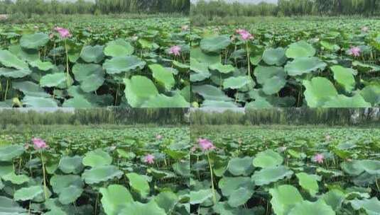 济南5A级景区大明湖，夏季荷花盛开风景怡人高清在线视频素材下载