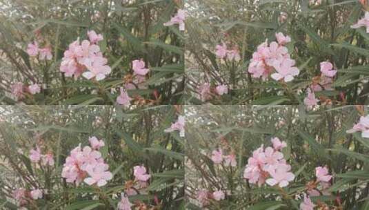 花朵平移镜头高清在线视频素材下载