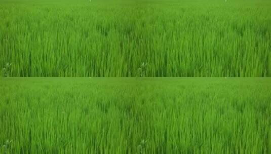 8K实拍秧田水稻生长种植高清在线视频素材下载