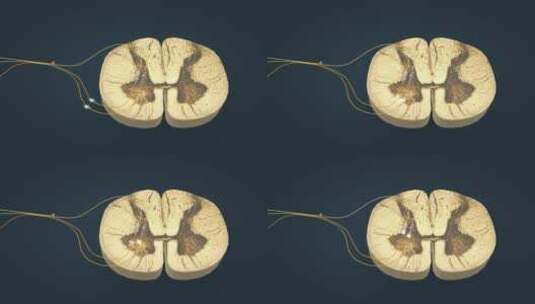 脊髓神经传导神经传输退避反射三维动画高清在线视频素材下载