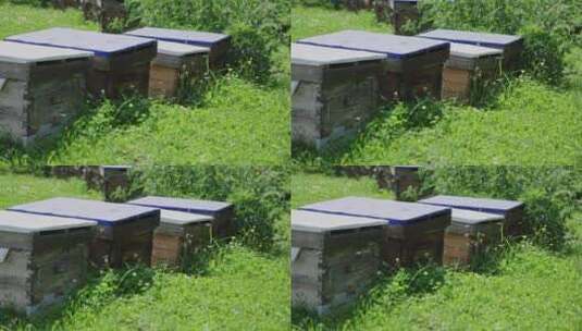 养蜂场的蜜蜂箱高清在线视频素材下载