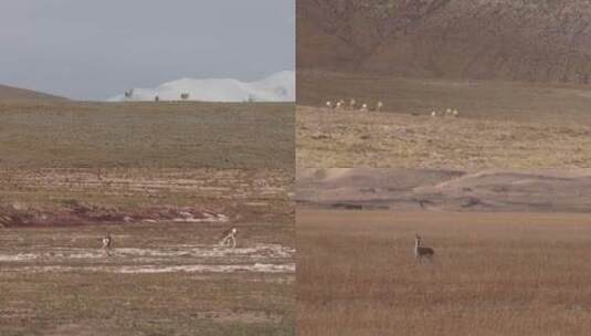 冬季草原上的藏原羚高清在线视频素材下载